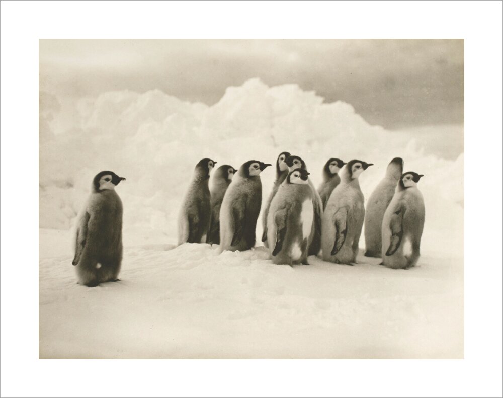 Young Emperor penguin chicks - Art print