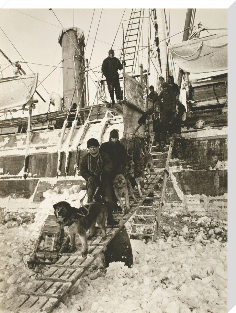 Dogs leaving the ship for training - Art print