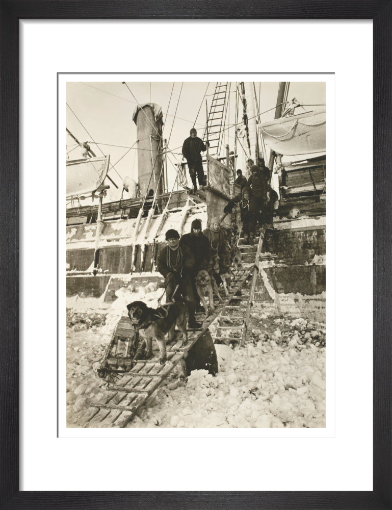 Dogs leaving the ship for training - Art print