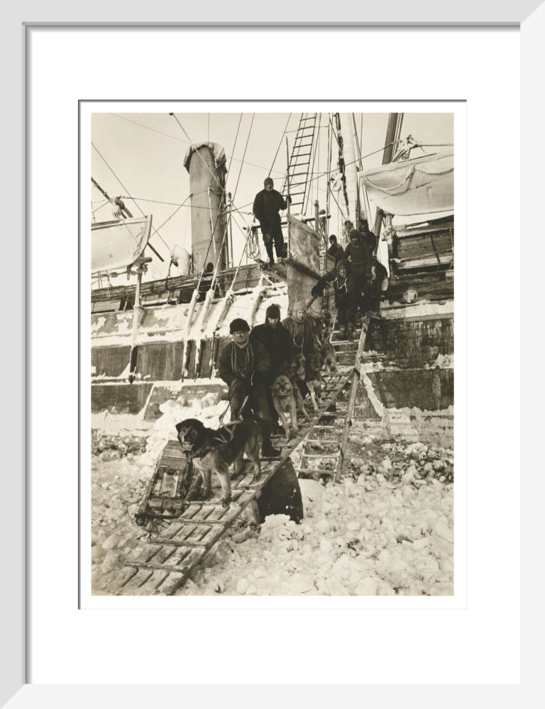 Dogs leaving the ship for training - Art print