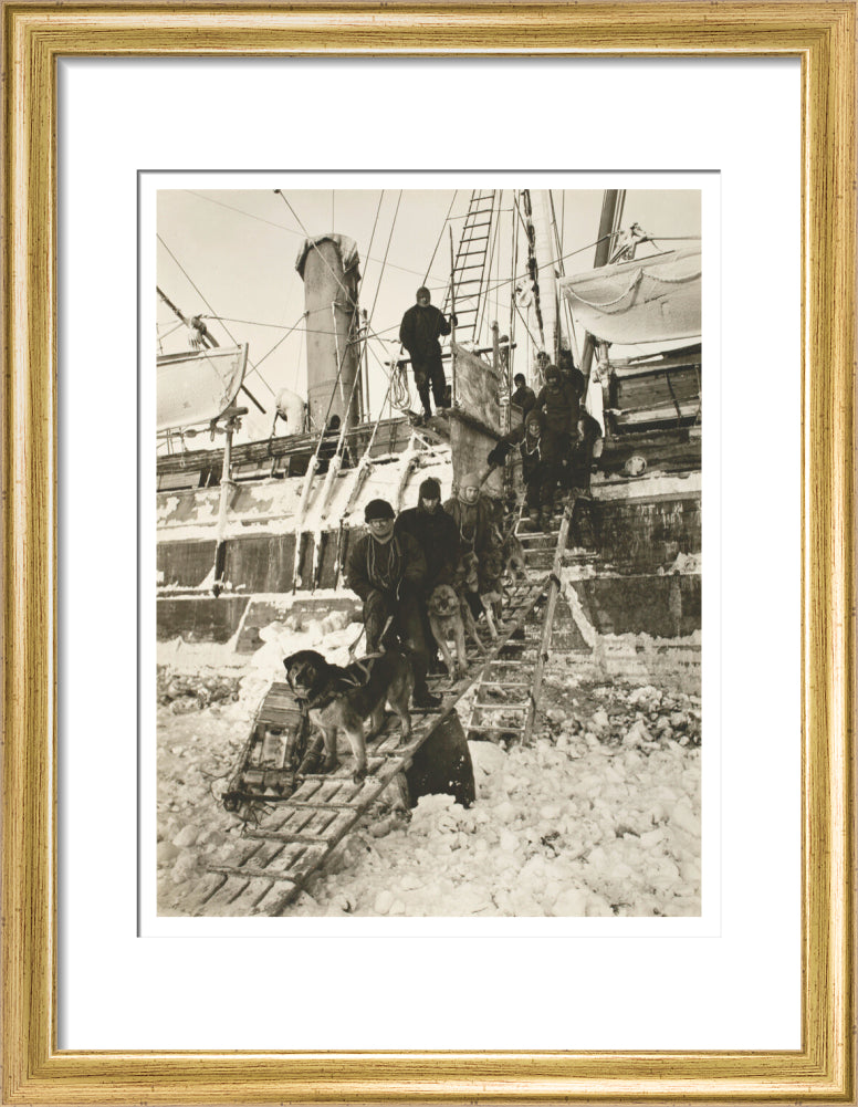 Dogs leaving the ship for training - Art print