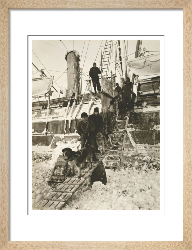 Dogs leaving the ship for training - Art print