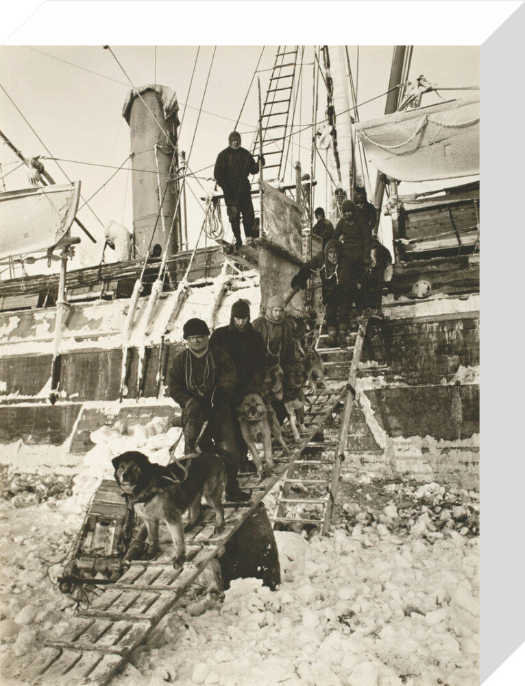 Dogs leaving the ship for training - Art print