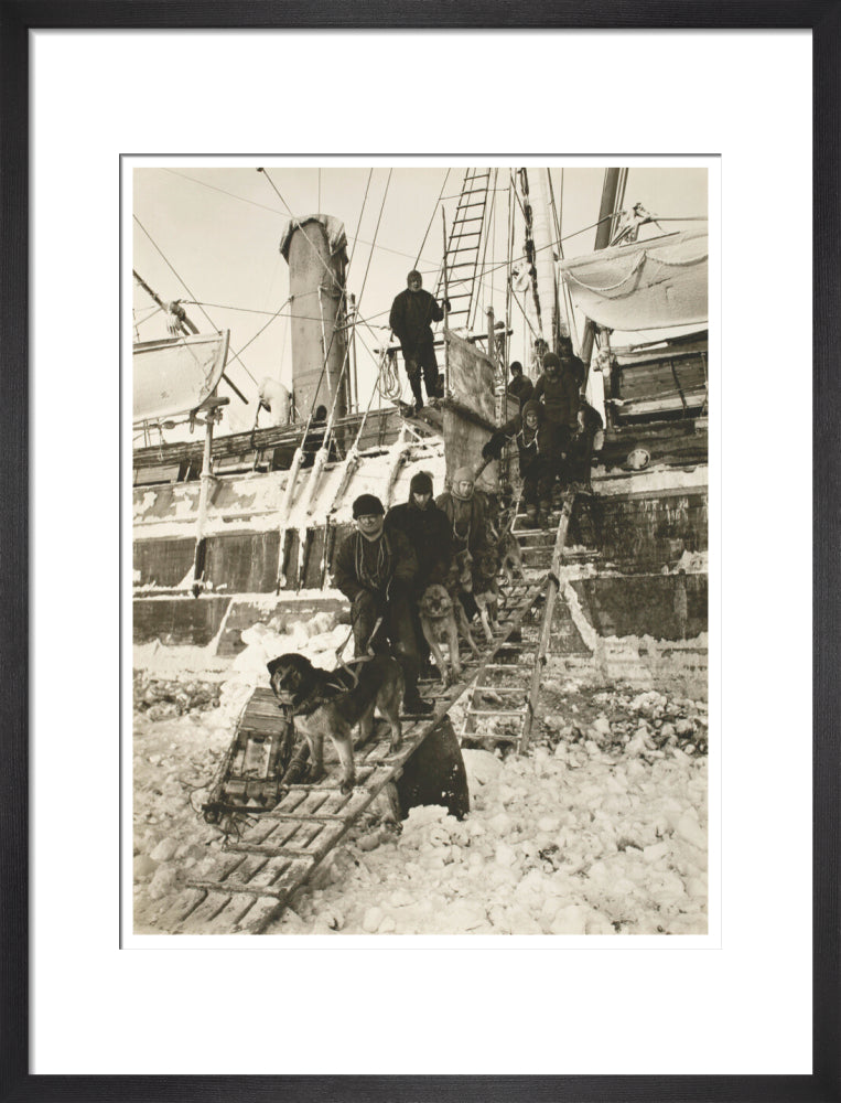 Dogs leaving the ship for training - Art print