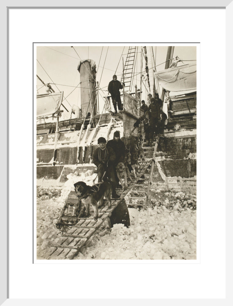 Dogs leaving the ship for training - Art print