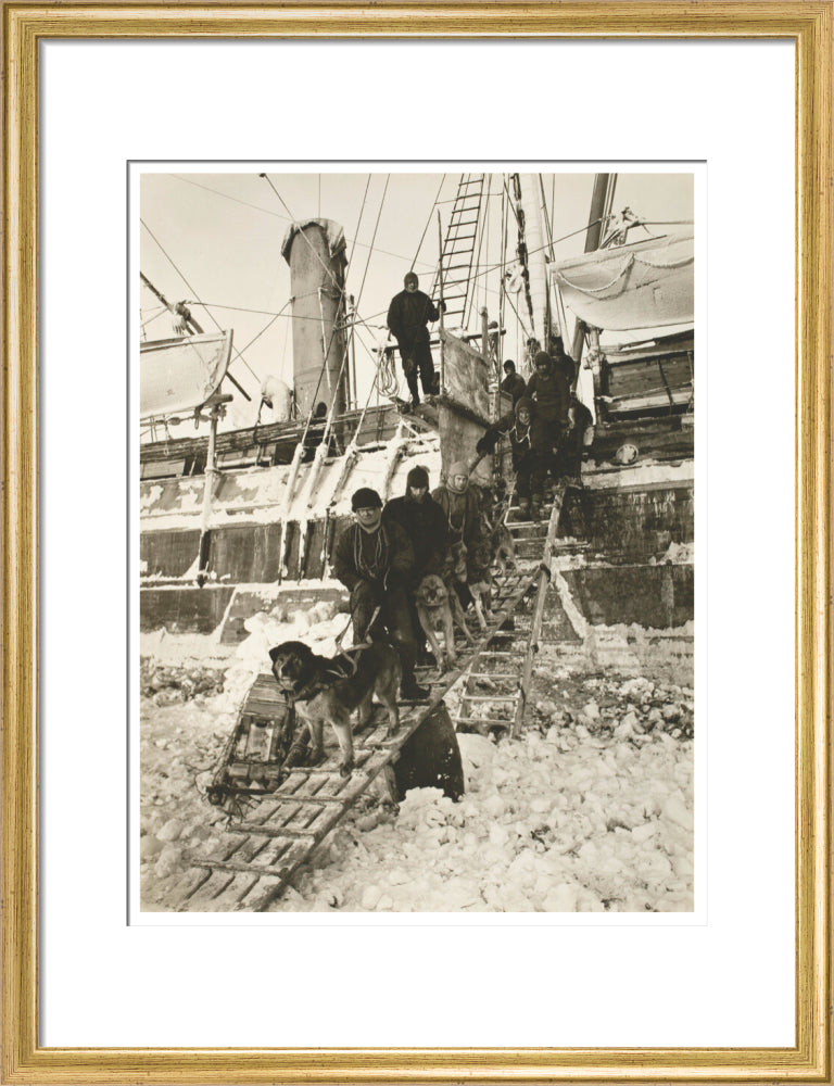 Dogs leaving the ship for training - Art print