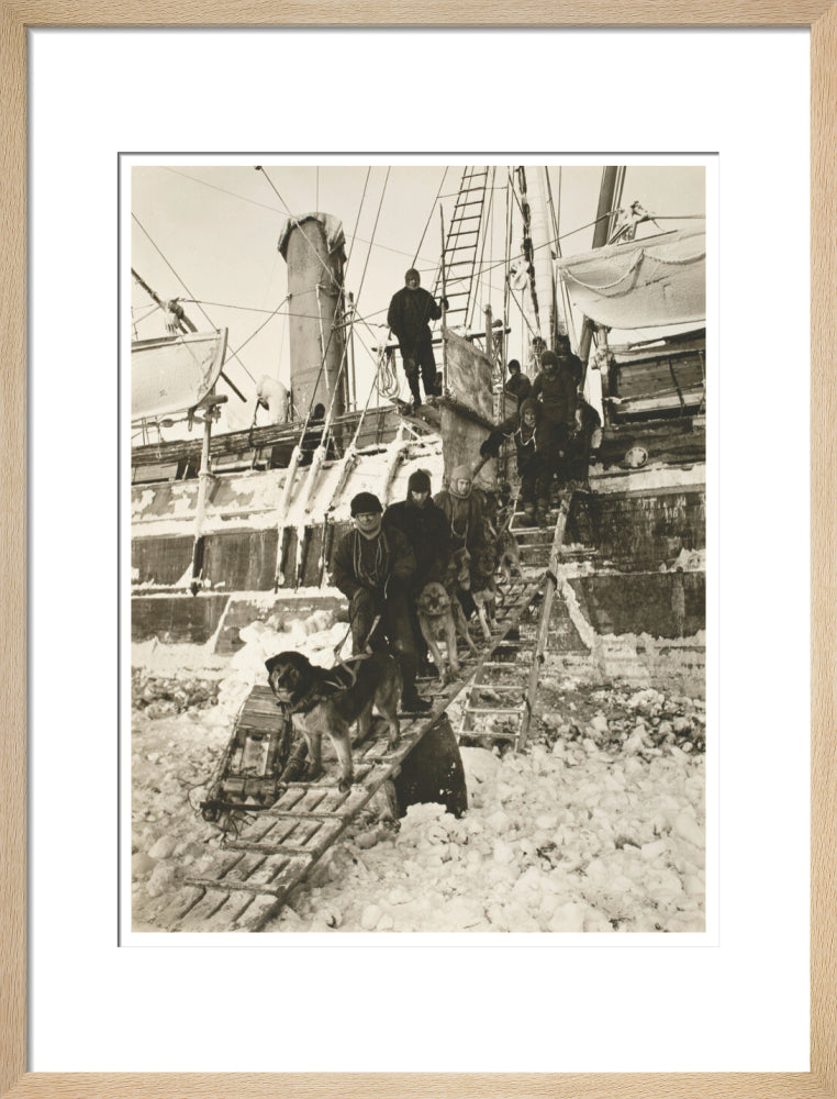 Dogs leaving the ship for training - Art print
