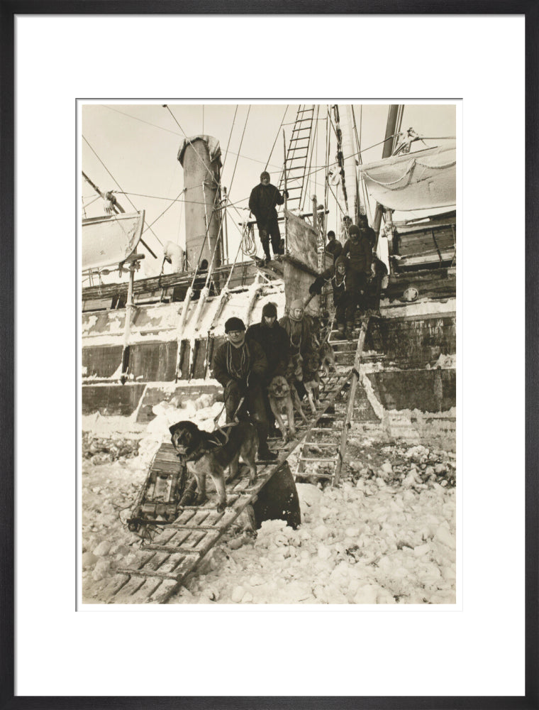 Dogs leaving the ship for training - Art print