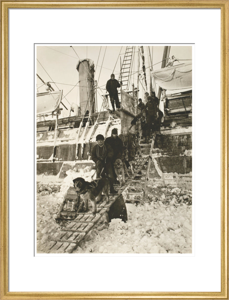 Dogs leaving the ship for training - Art print