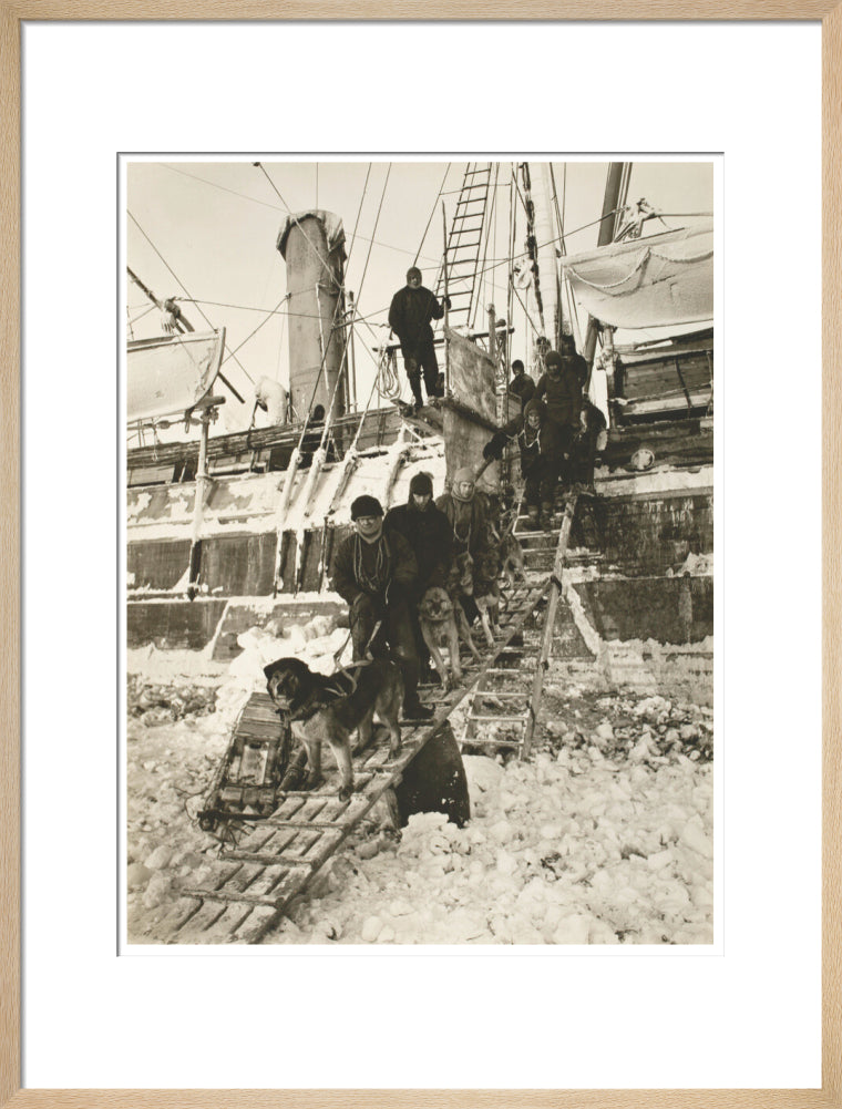 Dogs leaving the ship for training - Art print