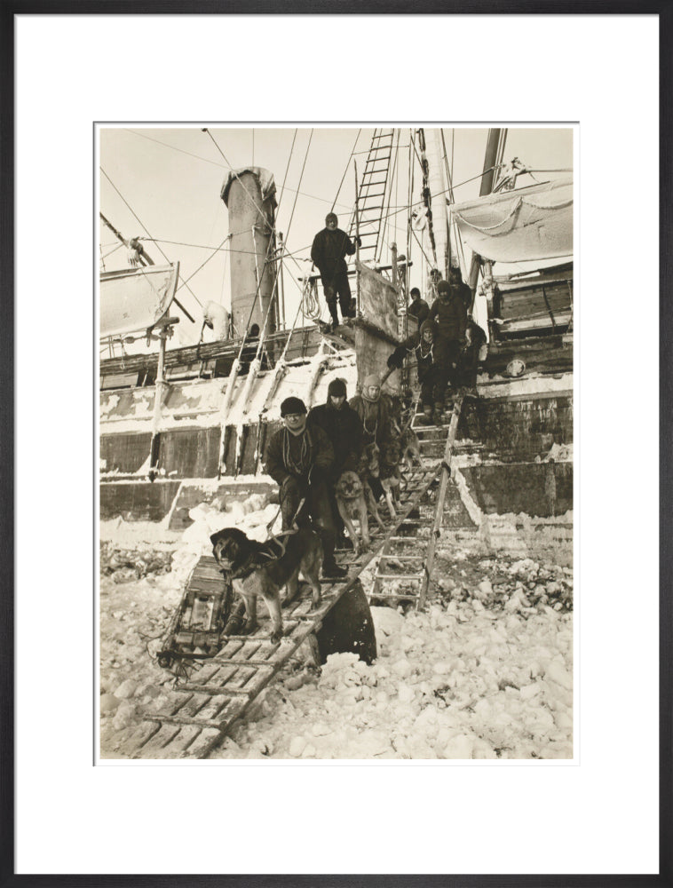 Dogs leaving the ship for training - Art print
