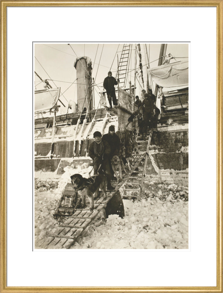 Dogs leaving the ship for training - Art print