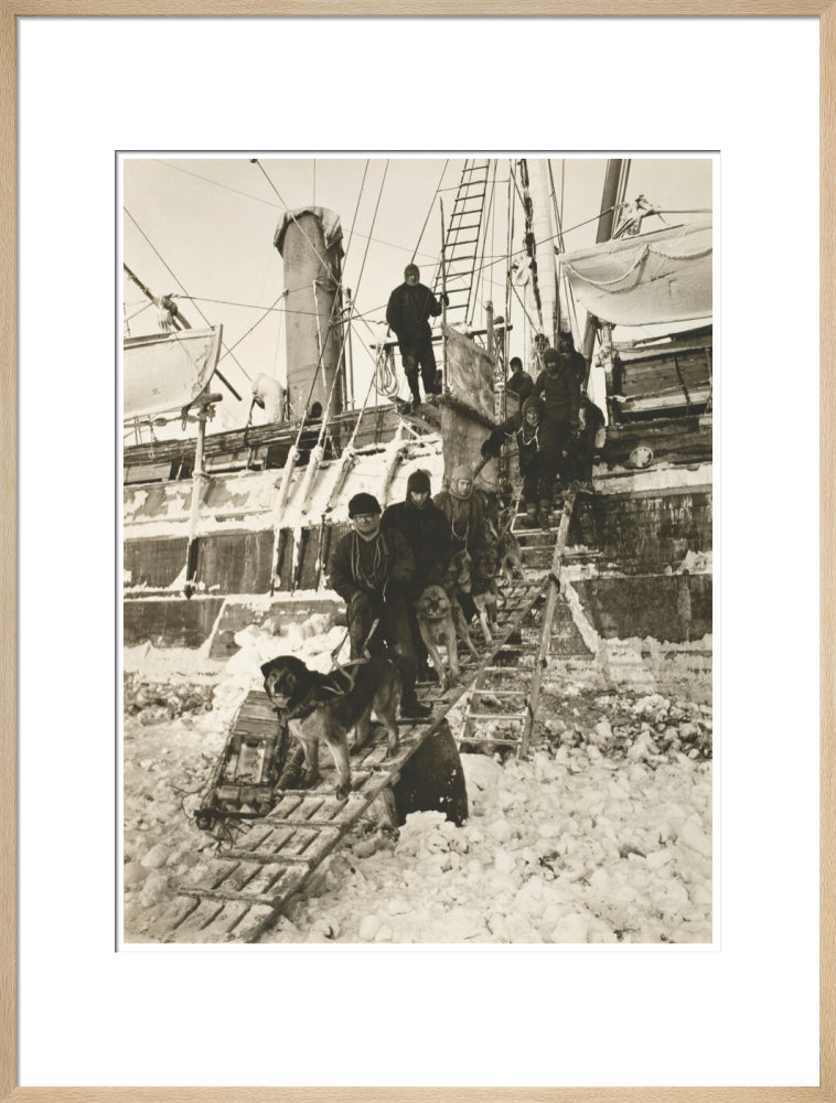 Dogs leaving the ship for training - Art print