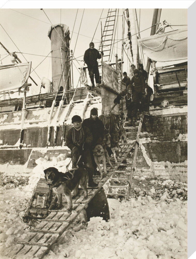 Dogs leaving the ship for training - Art print