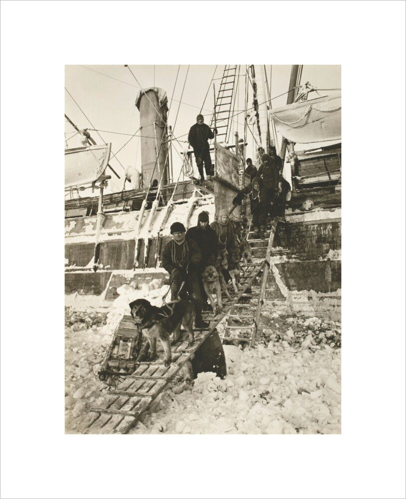 Dogs leaving the ship for training - Art print