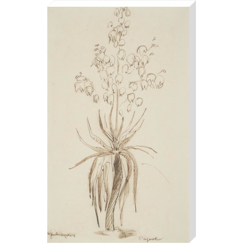 L'agave - Art print