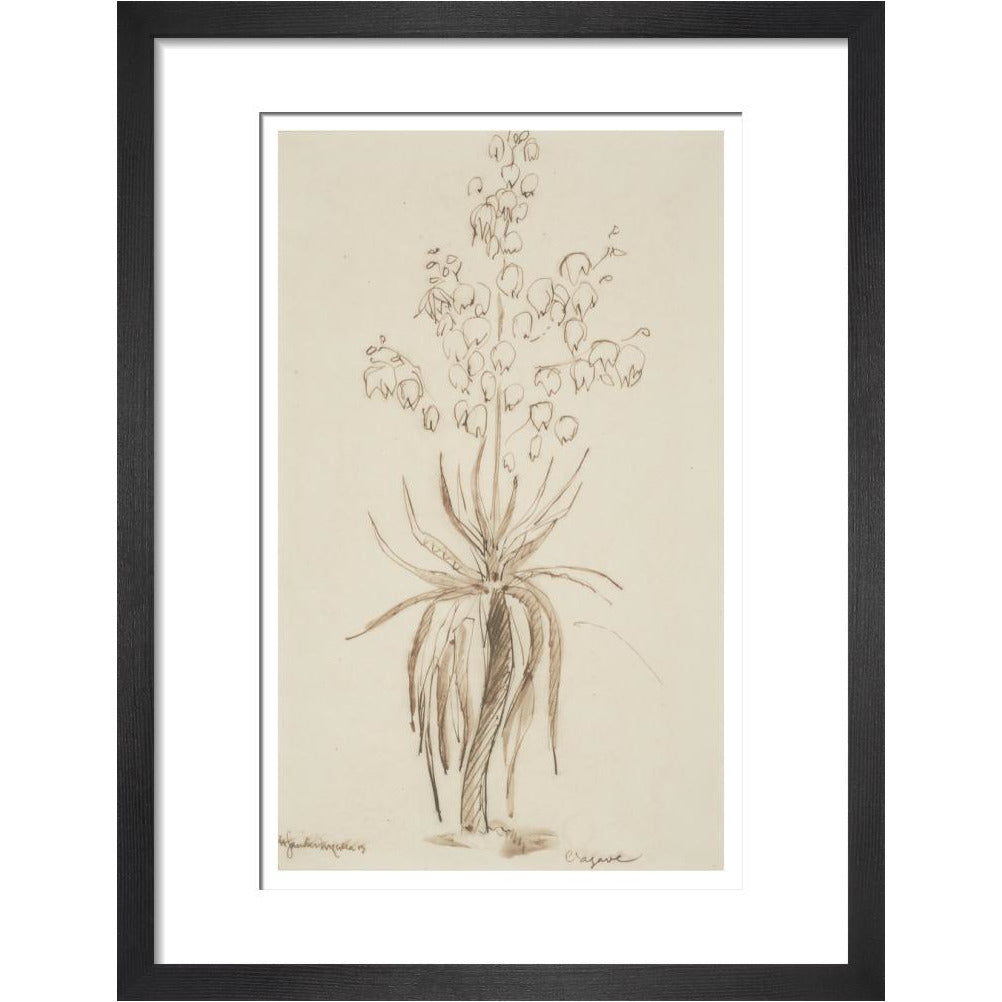 L'agave - Art print