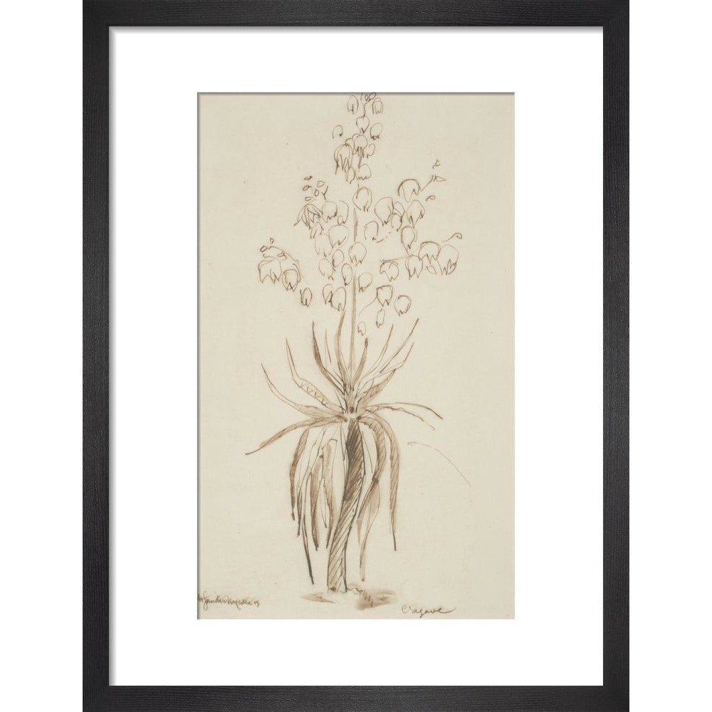 L'agave - Art print