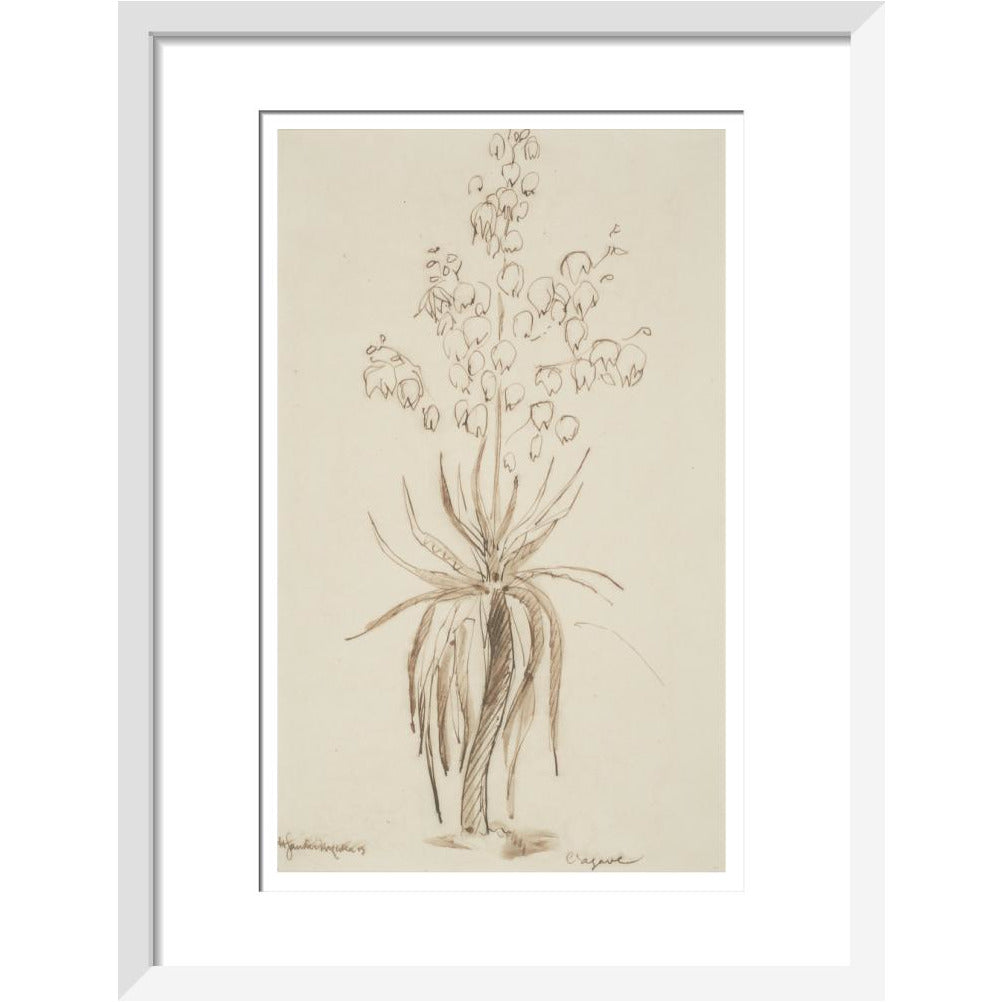 L'agave - Art print