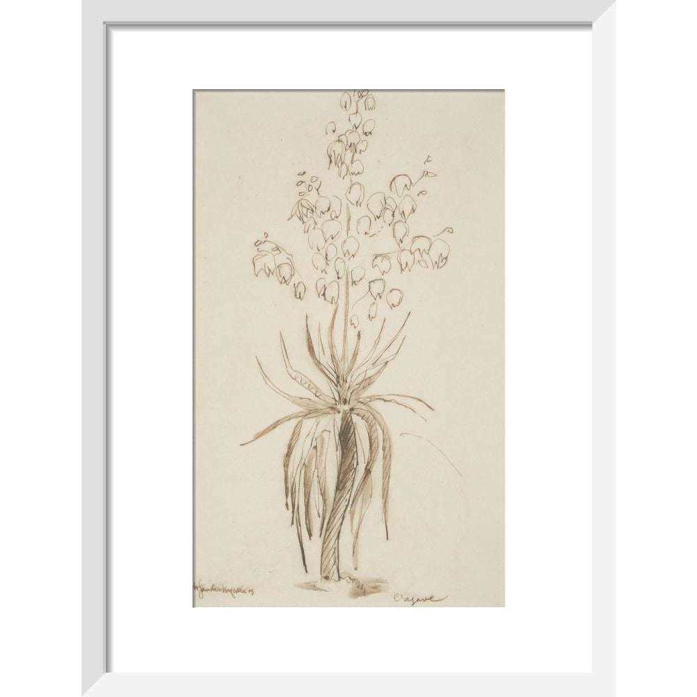 L'agave - Art print