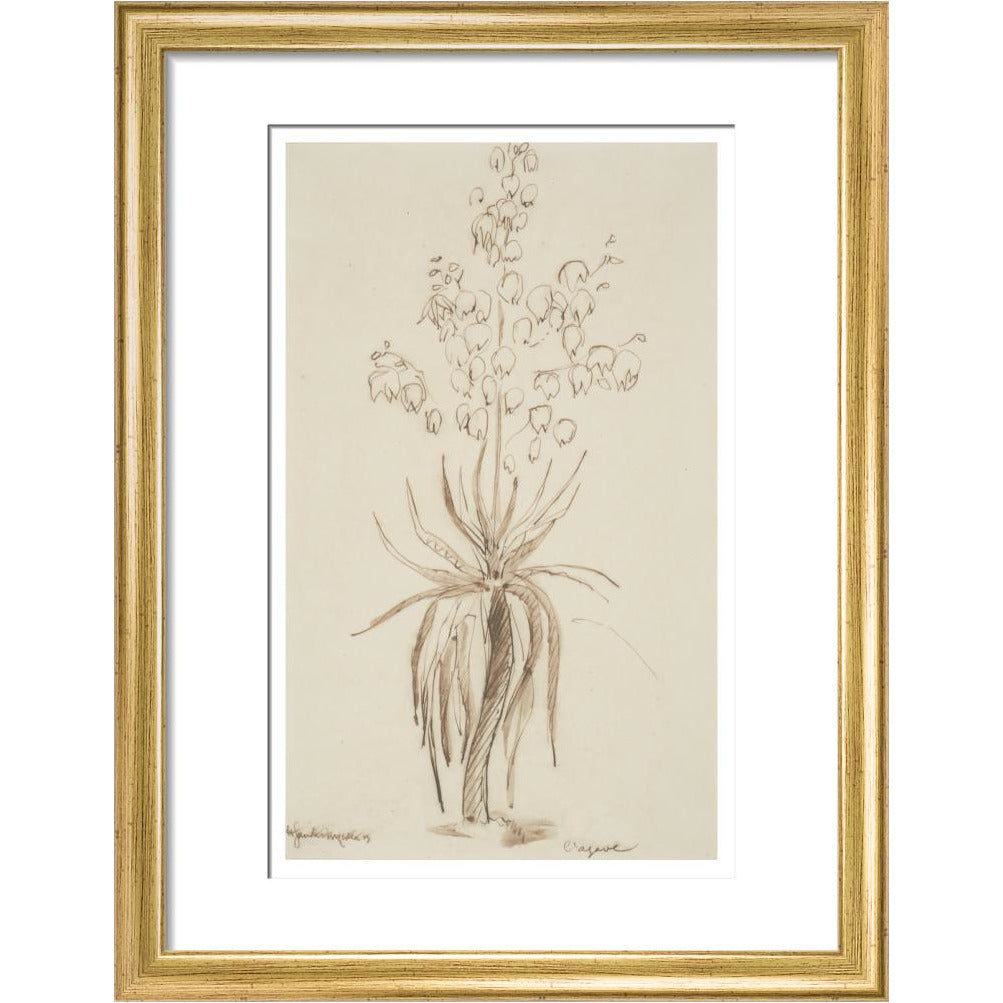 L'agave - Art print