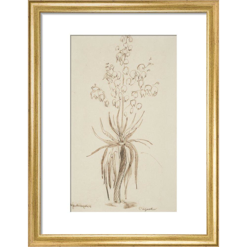 L'agave - Art print