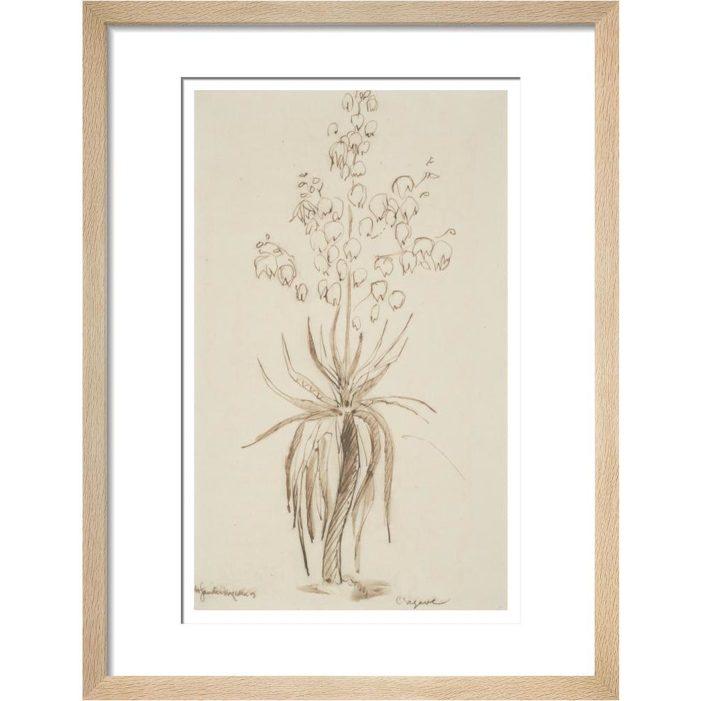 L'agave - Art print
