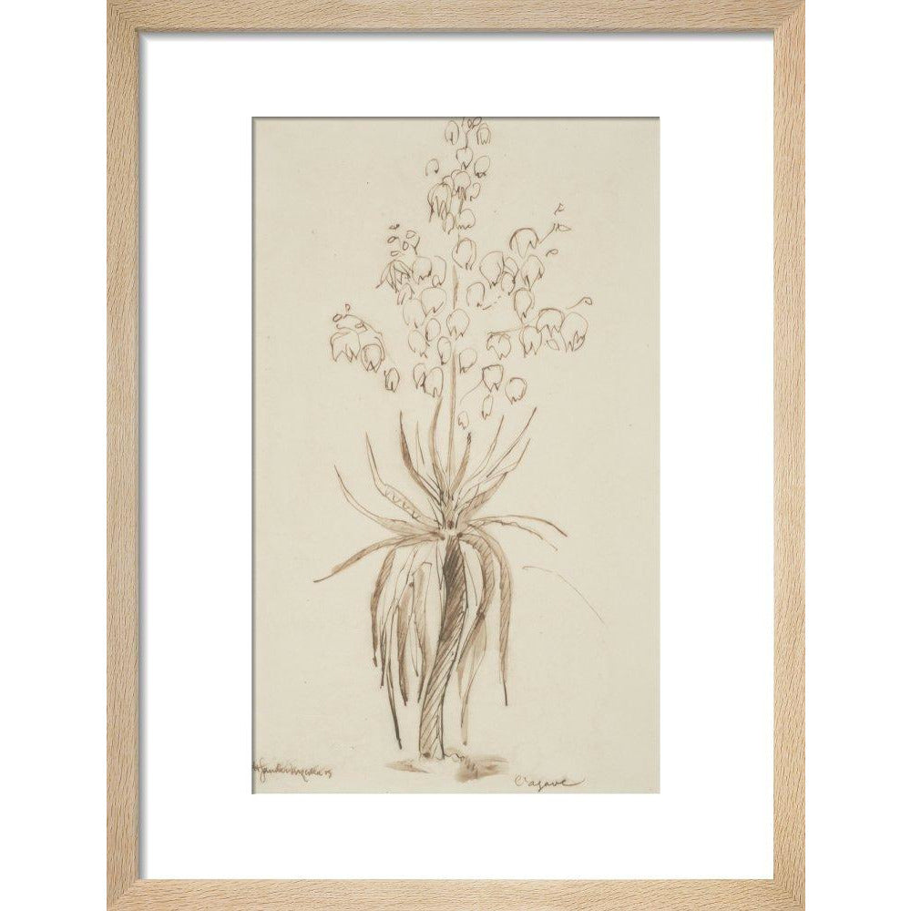 L'agave - Art print