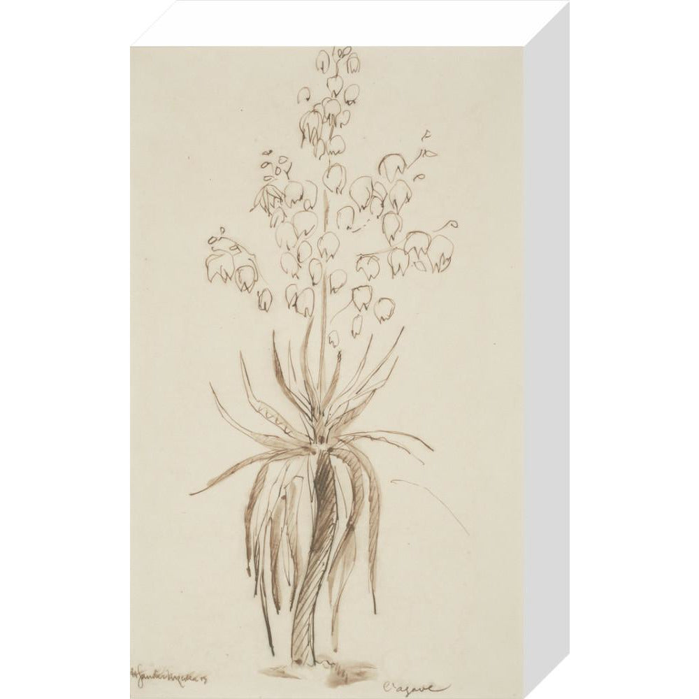 L'agave - Art print
