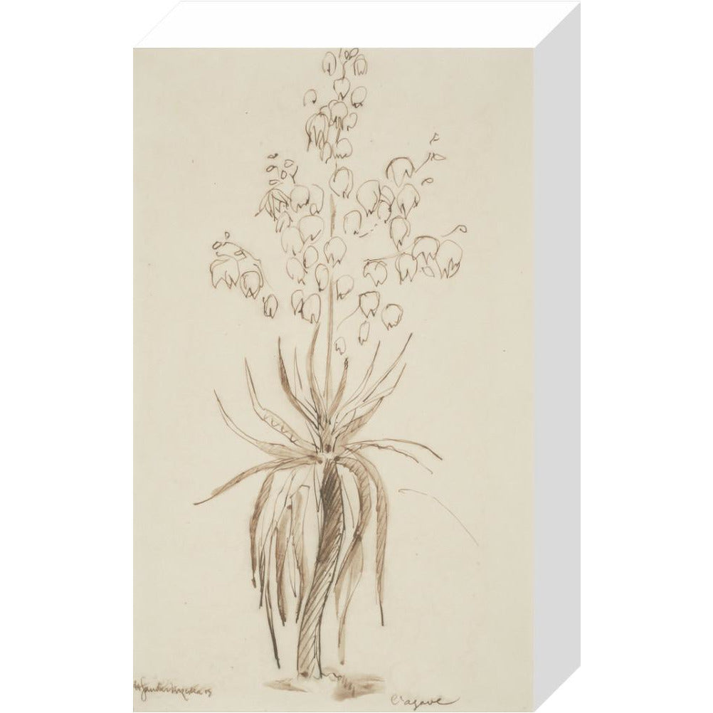 L'agave - Art print