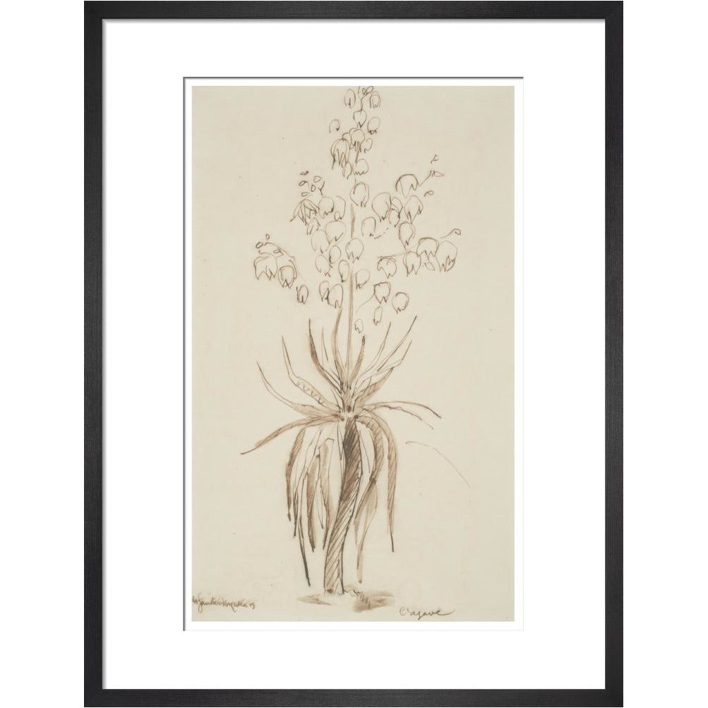 L'agave - Art print
