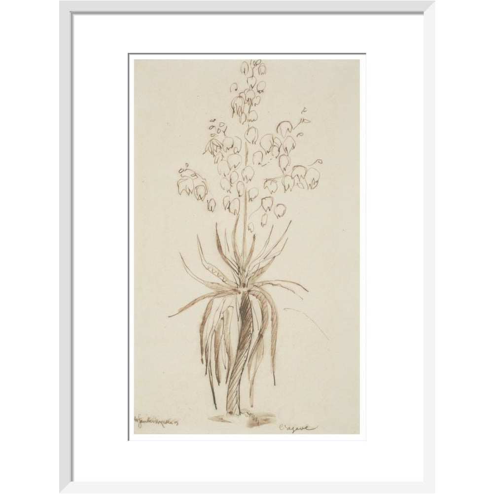 L'agave - Art print
