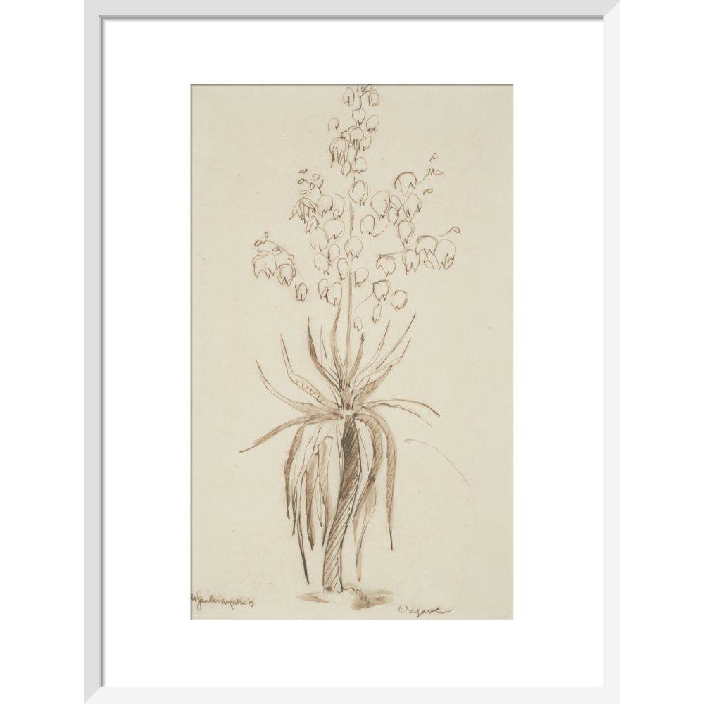 L'agave - Art print