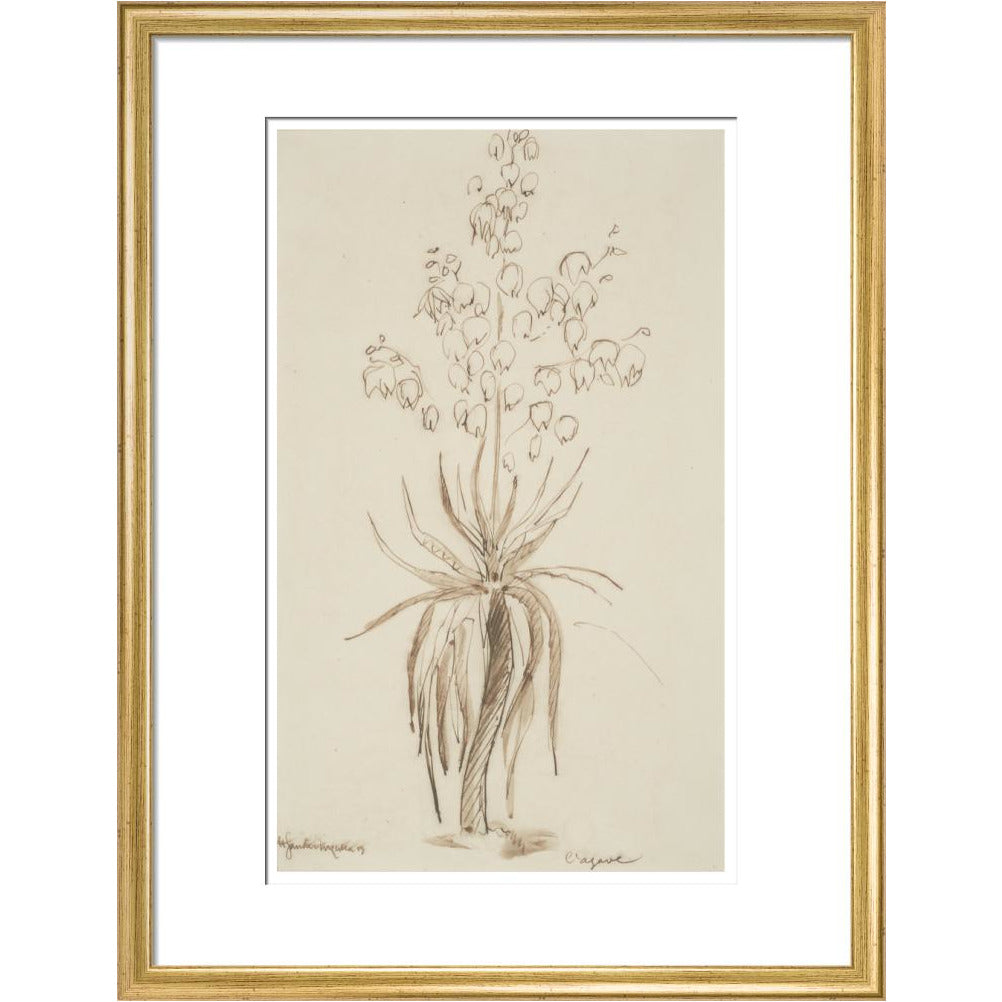L'agave - Art print