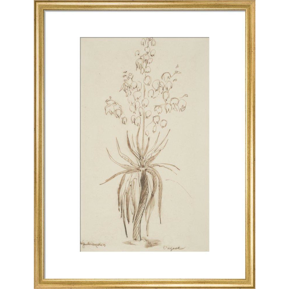 L'agave - Art print