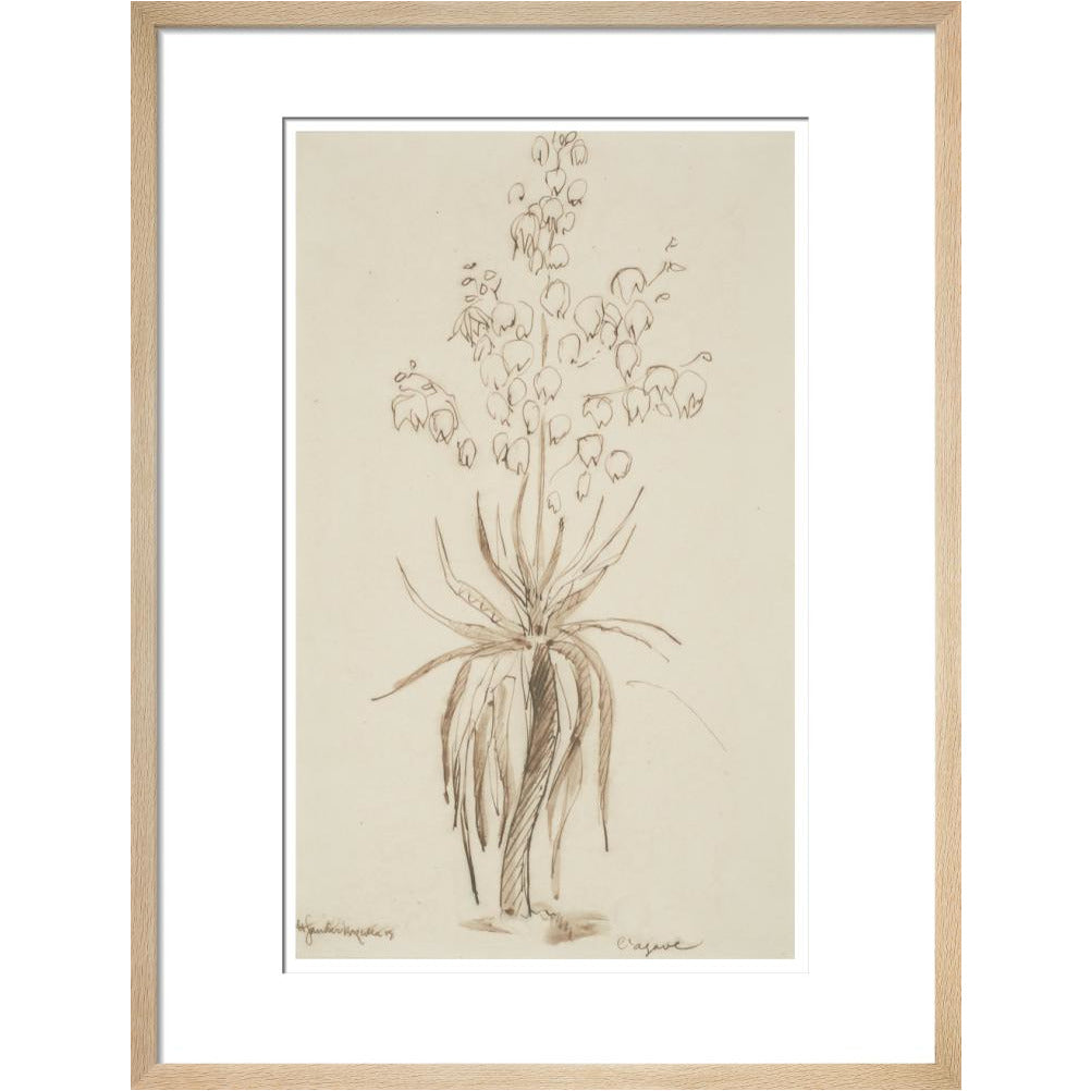 L'agave - Art print