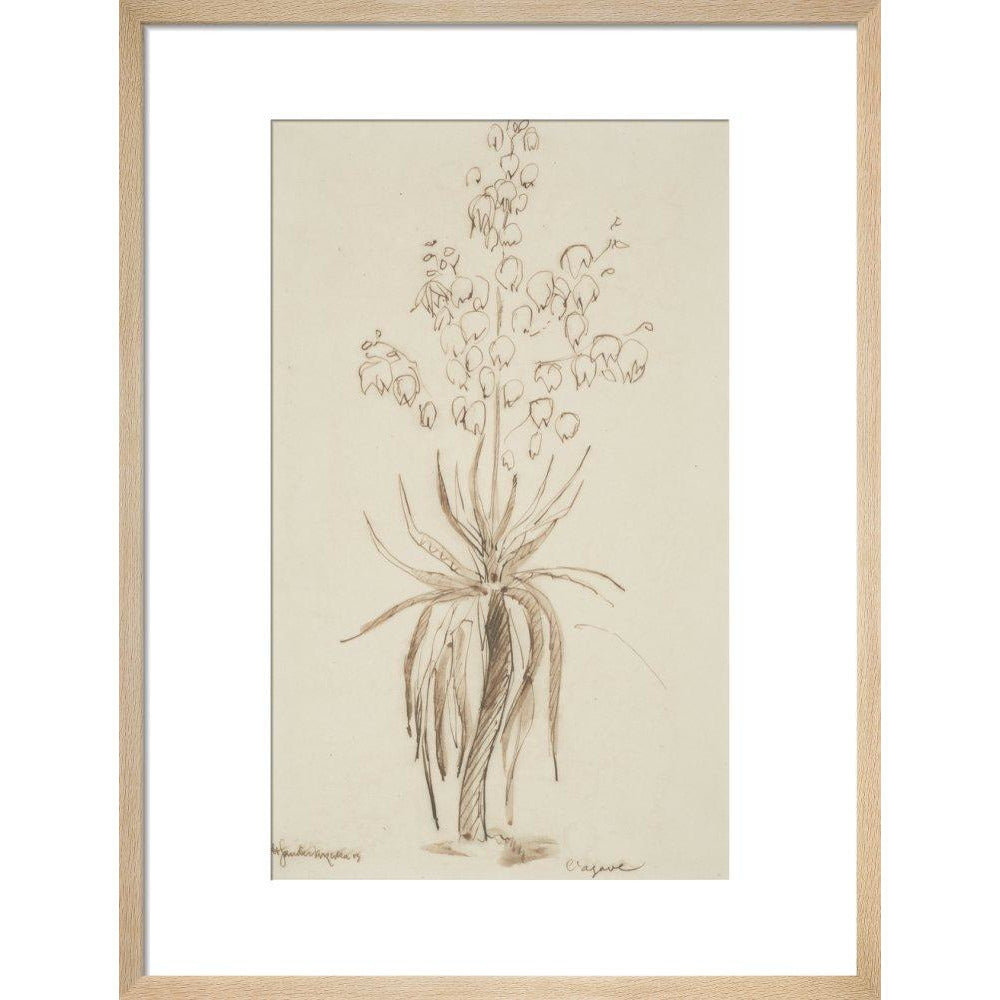 L'agave - Art print
