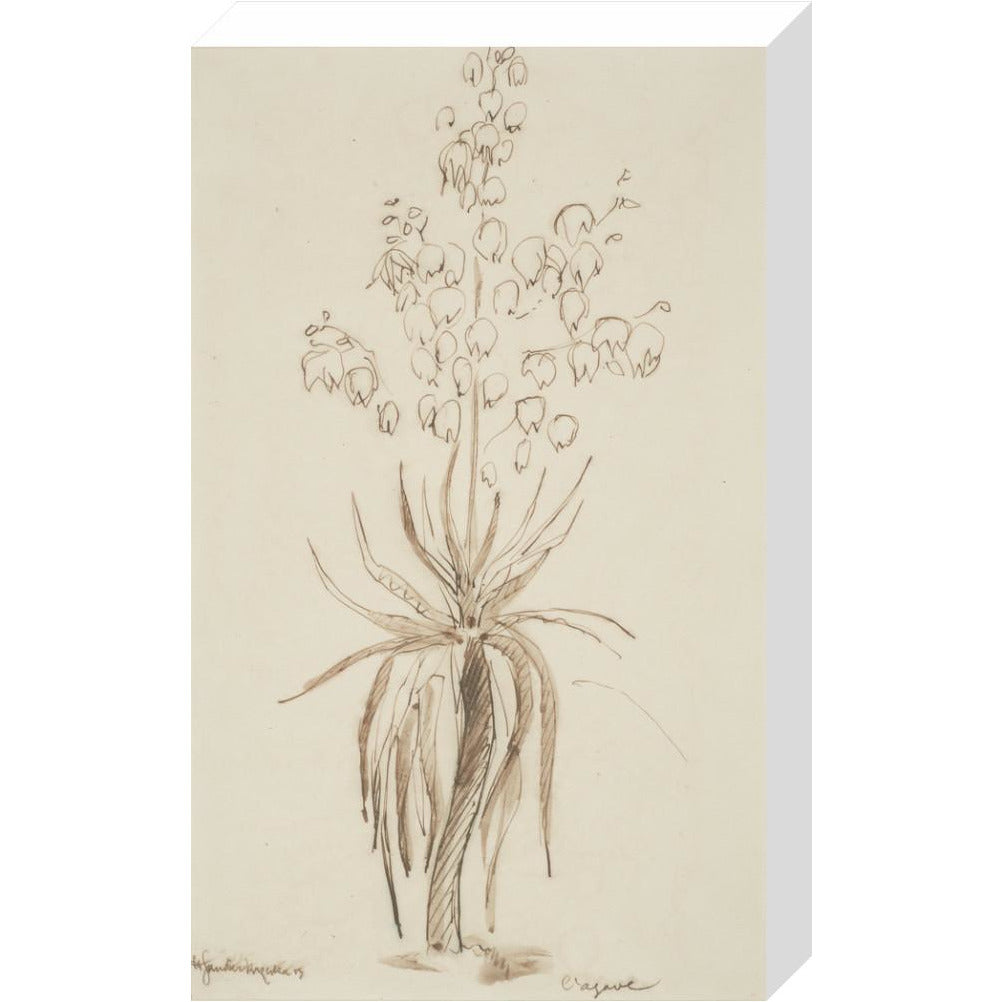 L'agave - Art print