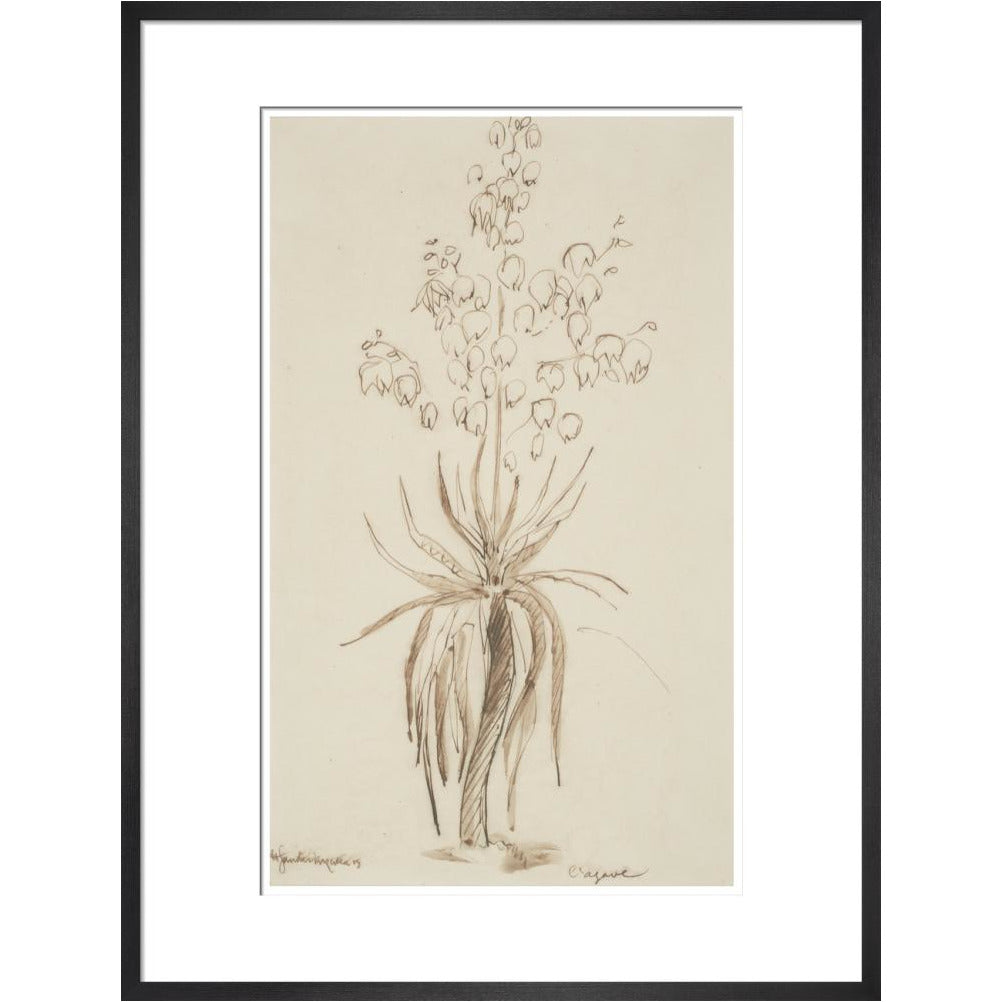 L'agave - Art print