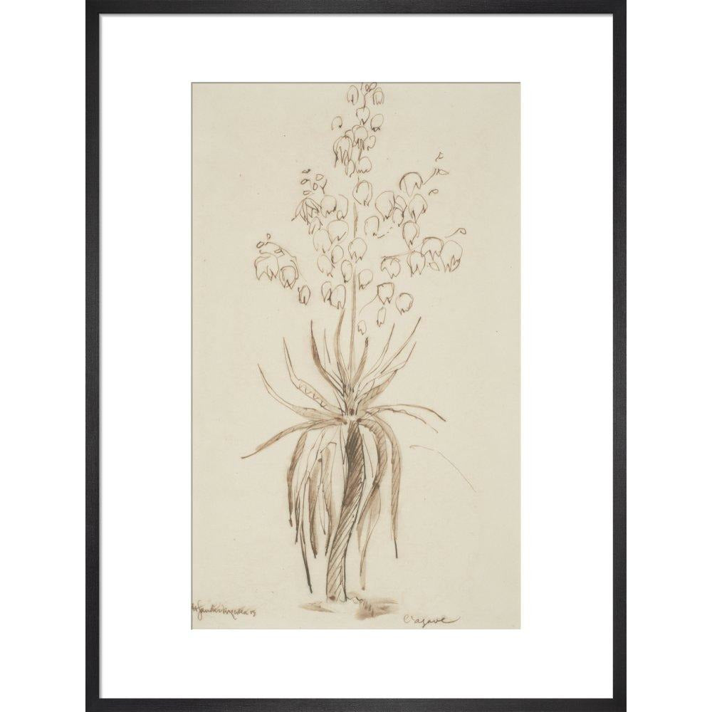 L'agave - Art print