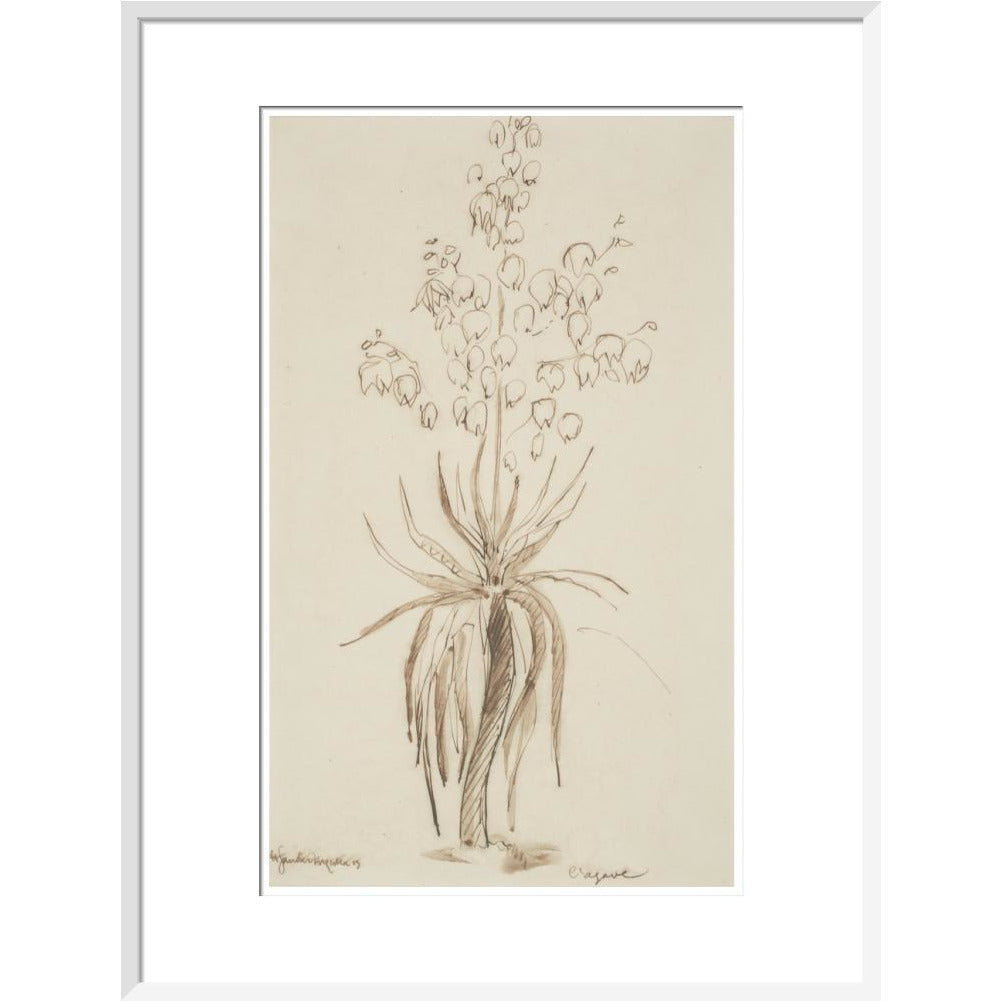 L'agave - Art print