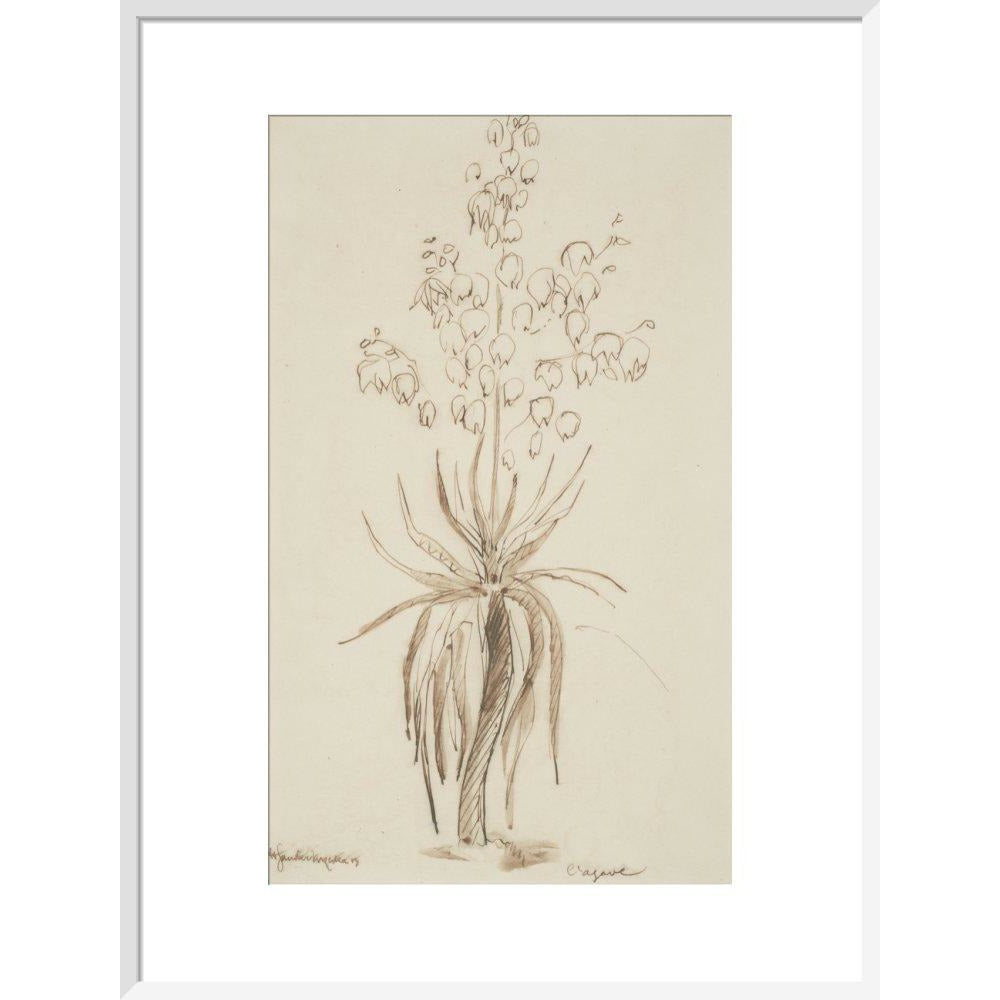 L'agave - Art print