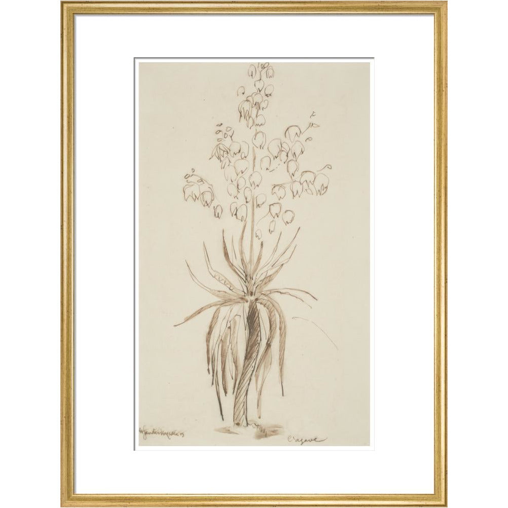 L'agave - Art print