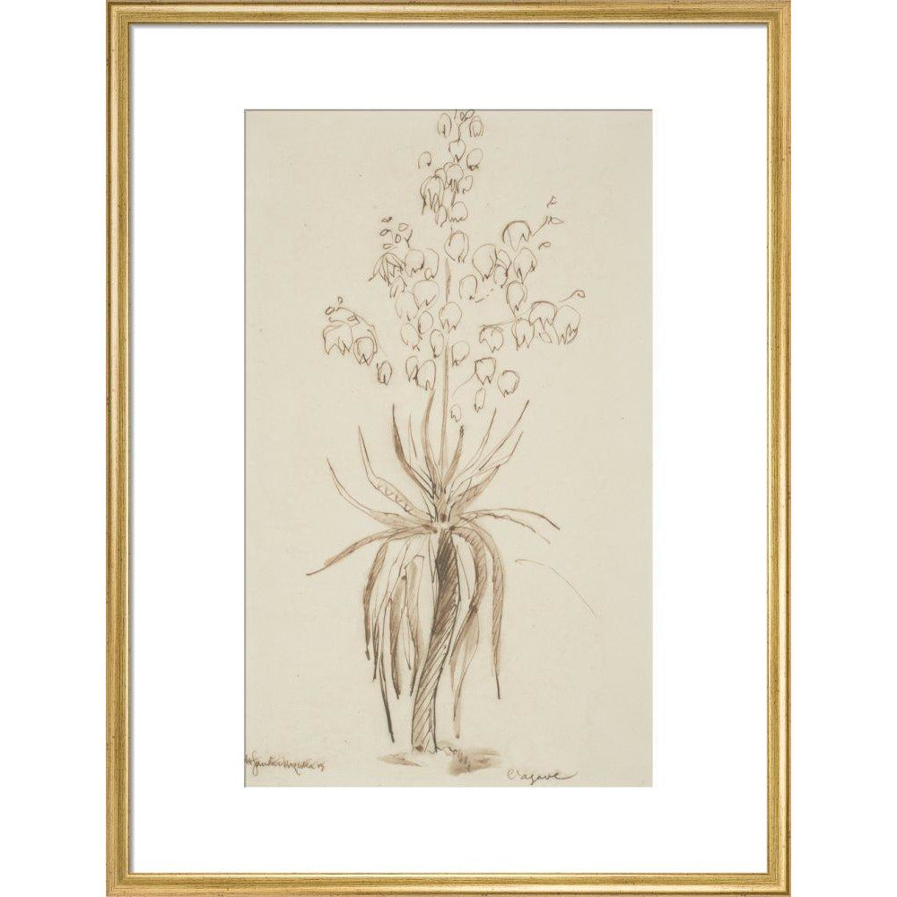 L'agave - Art print