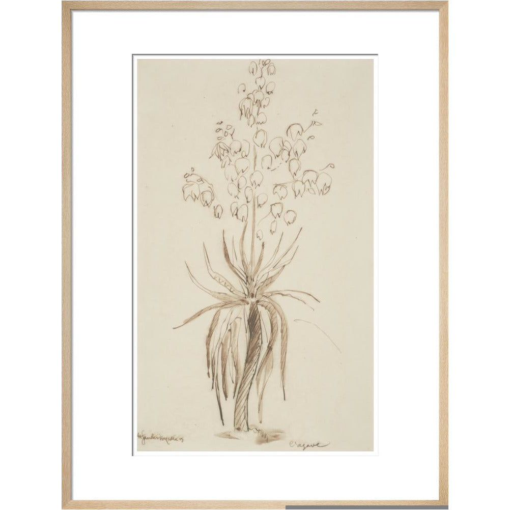 L'agave - Art print