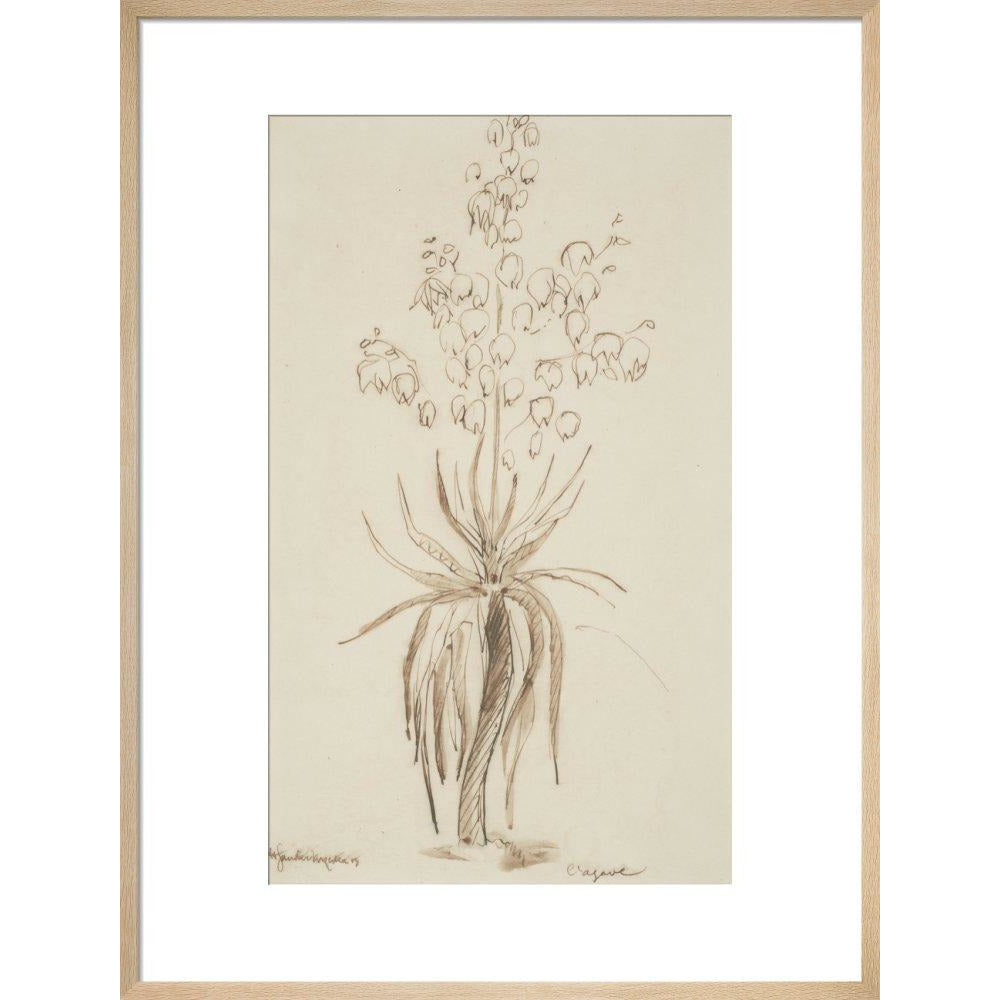L'agave - Art print