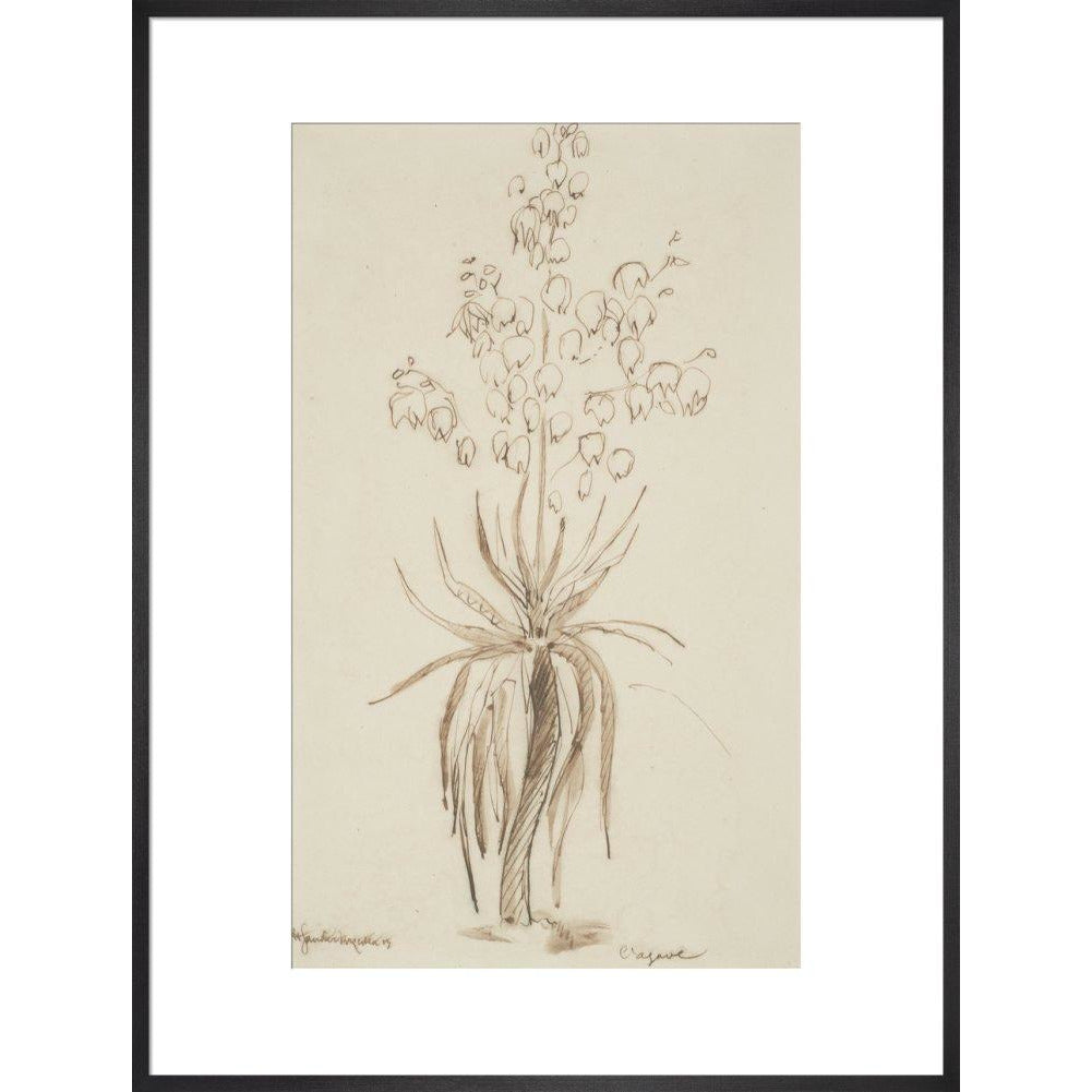 L'agave - Art print