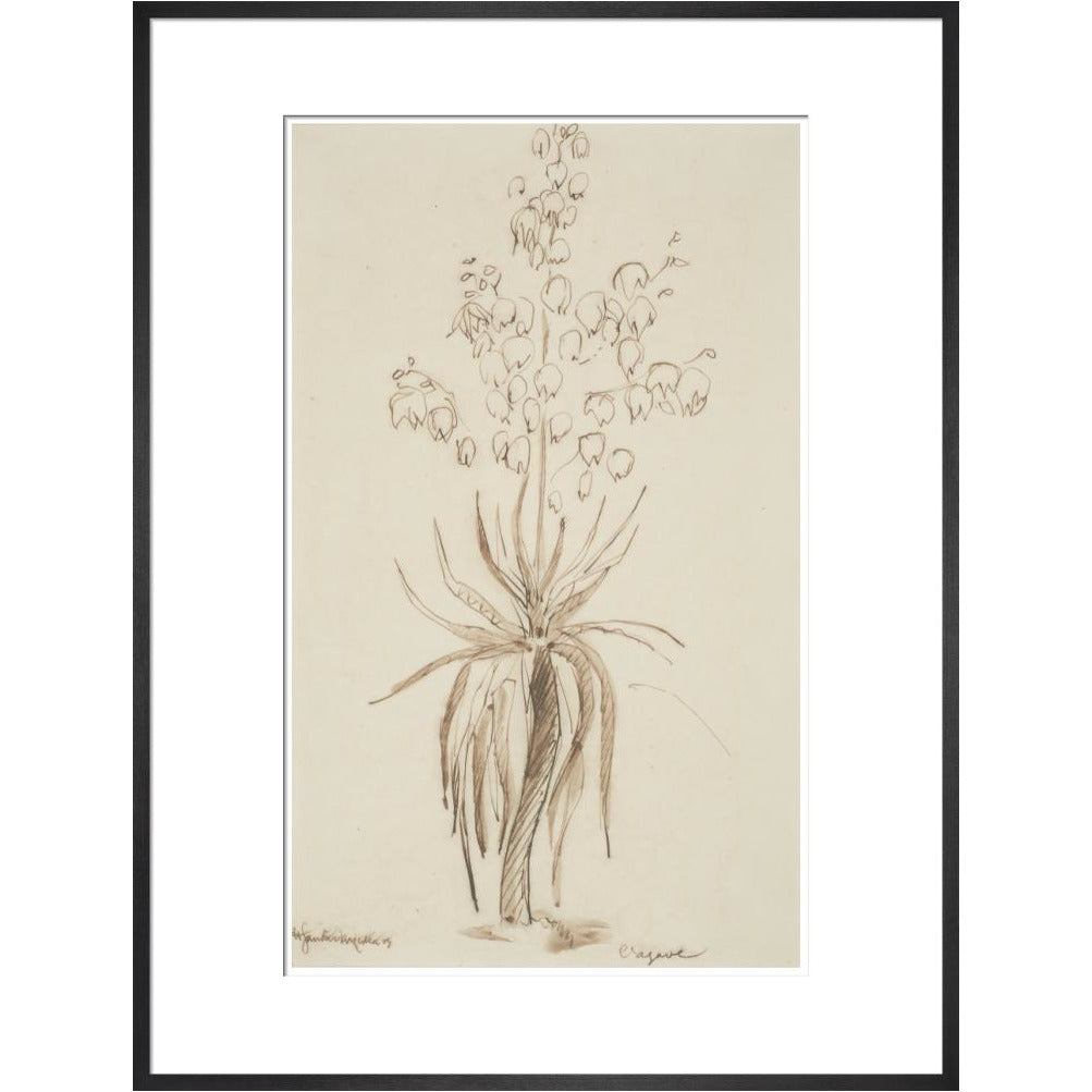 L'agave - Art print