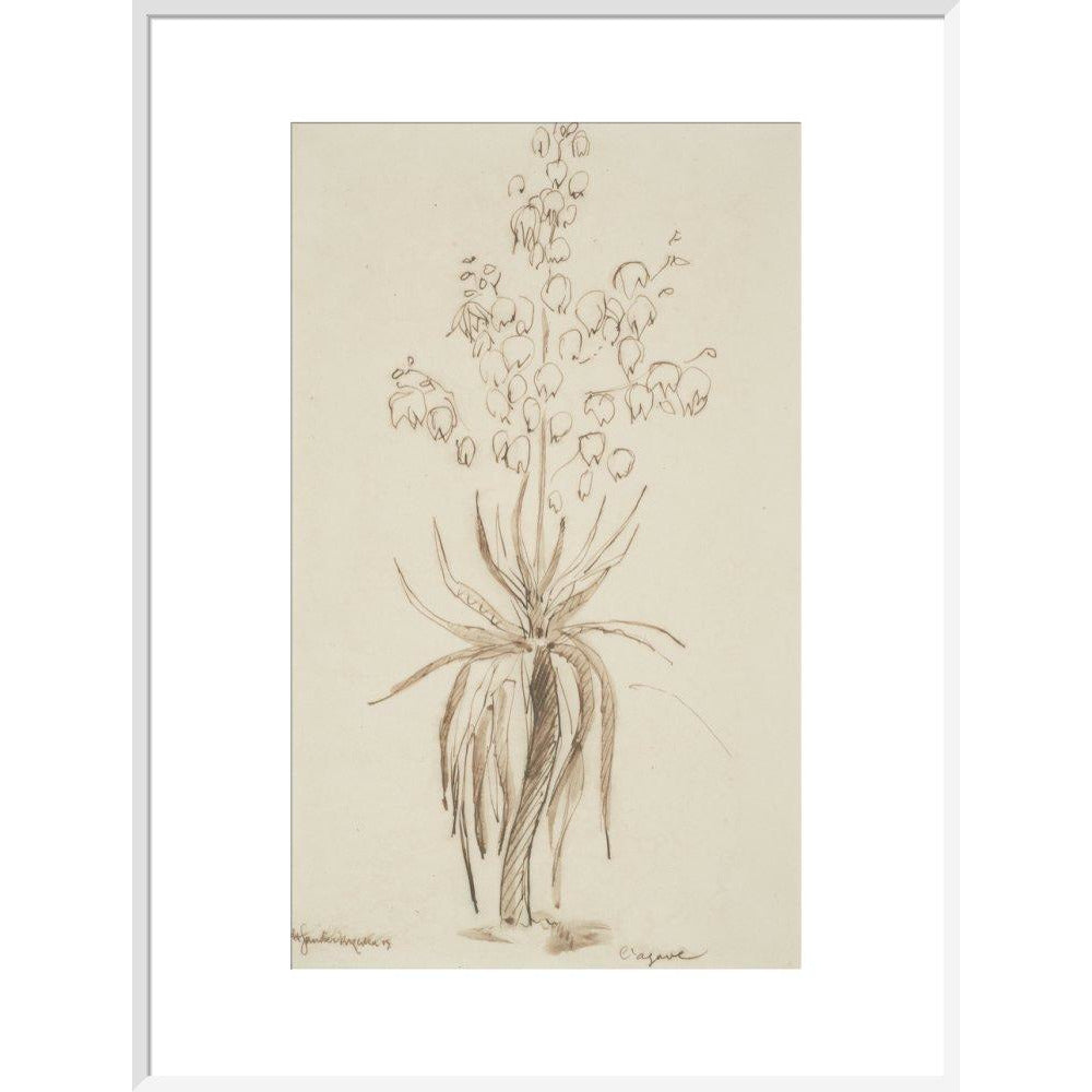 L'agave - Art print
