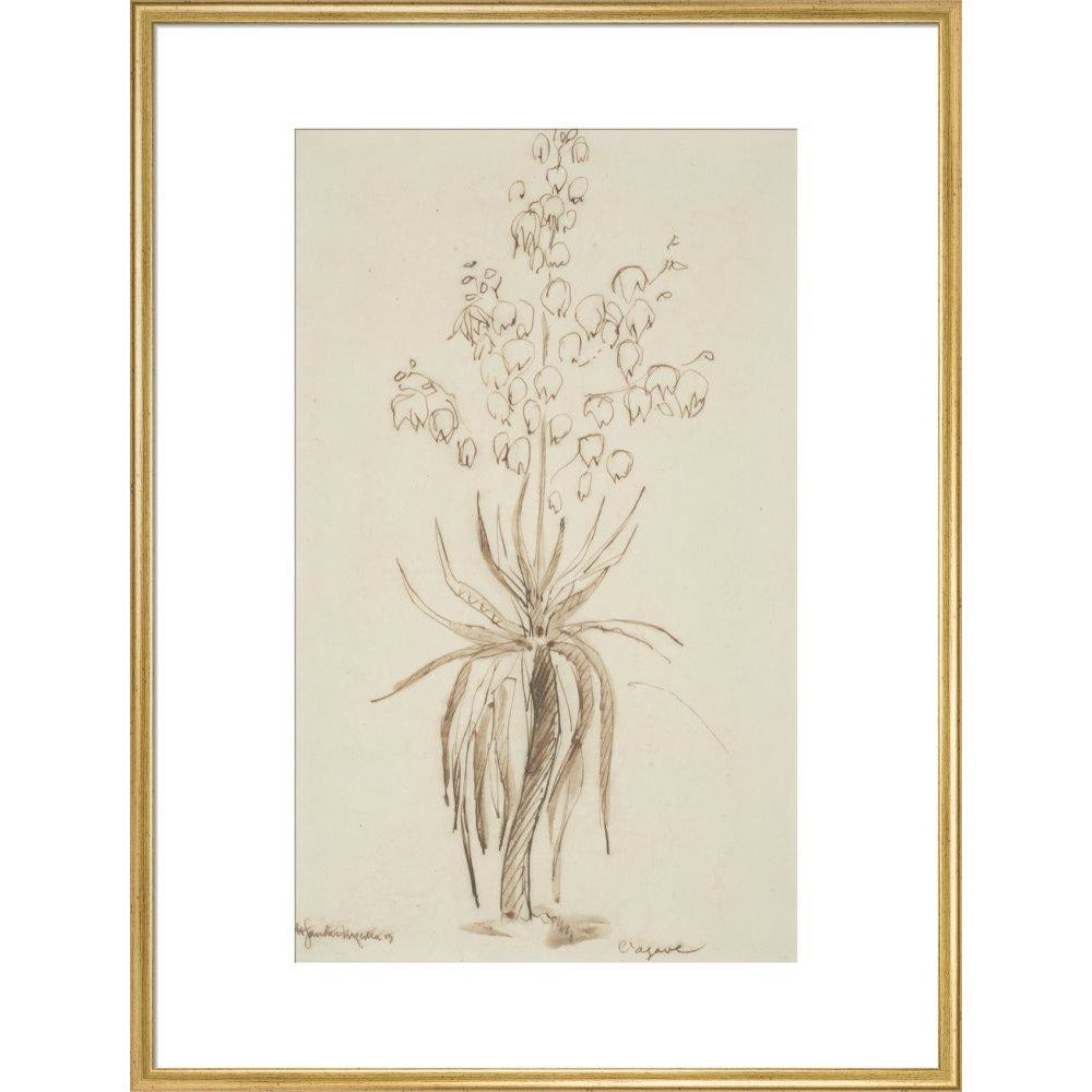L'agave - Art print